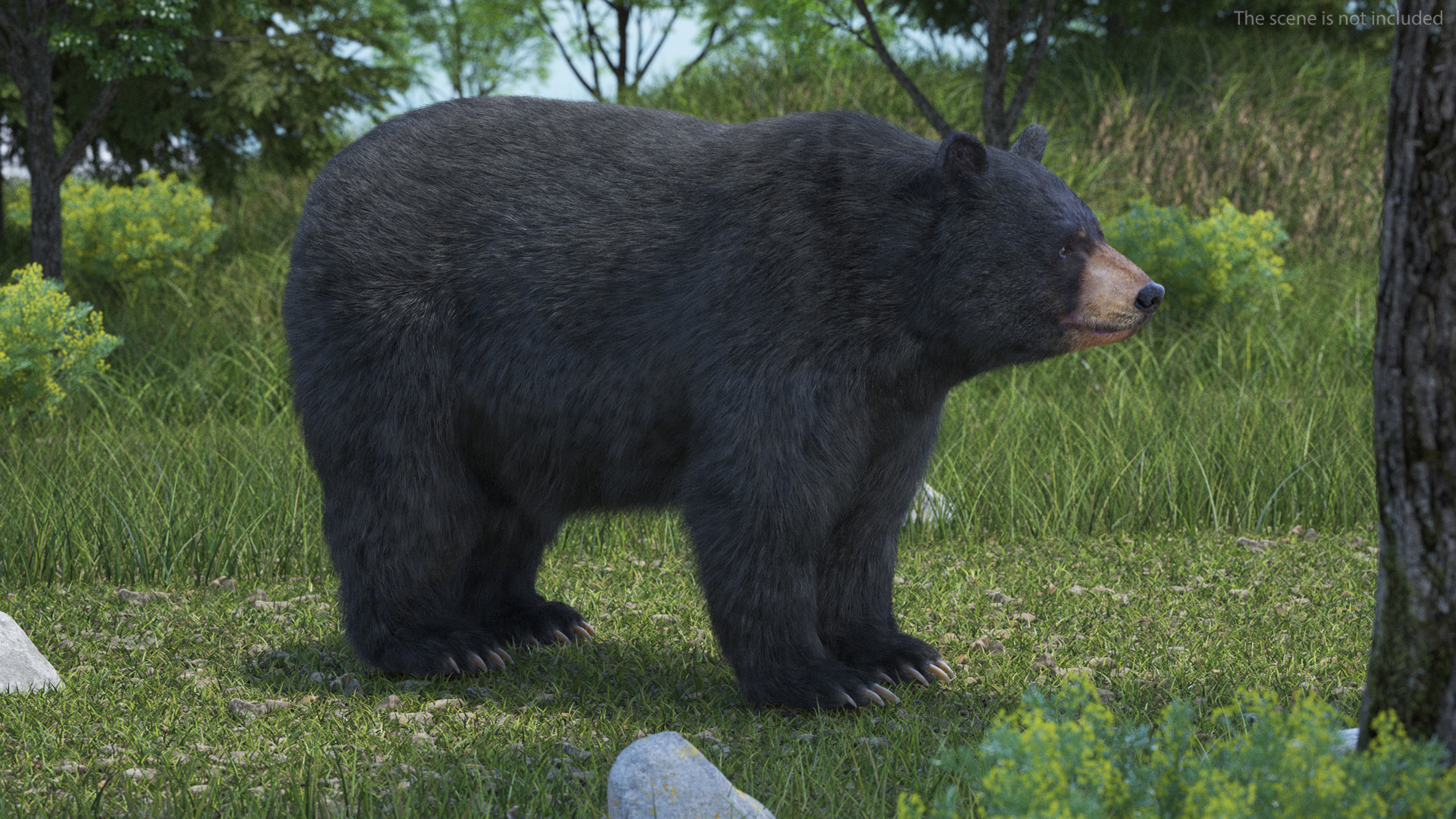 Black Bear Fur 3D model