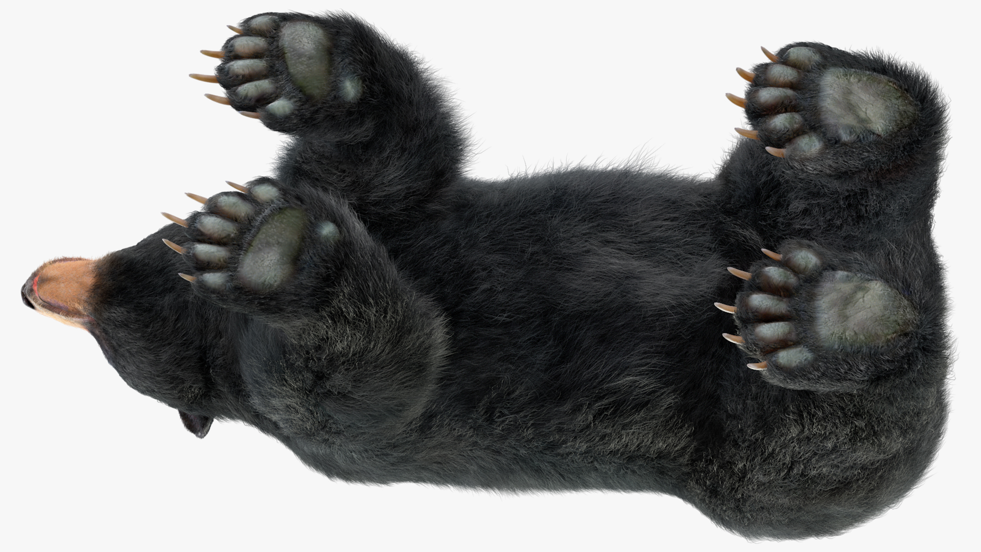Black Bear Fur 3D model