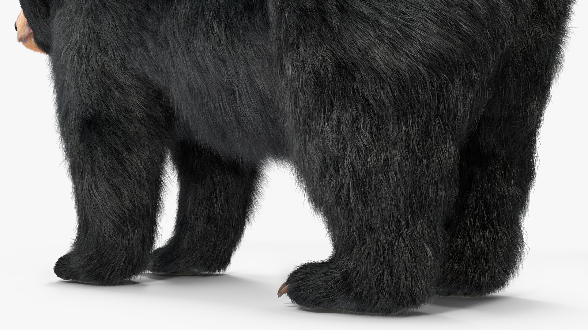 Black Bear Fur 3D model