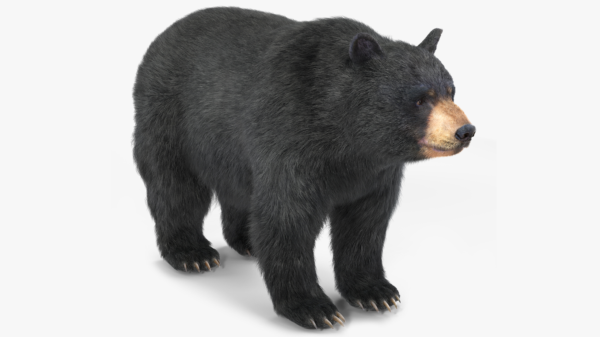 Black Bear Fur 3D model