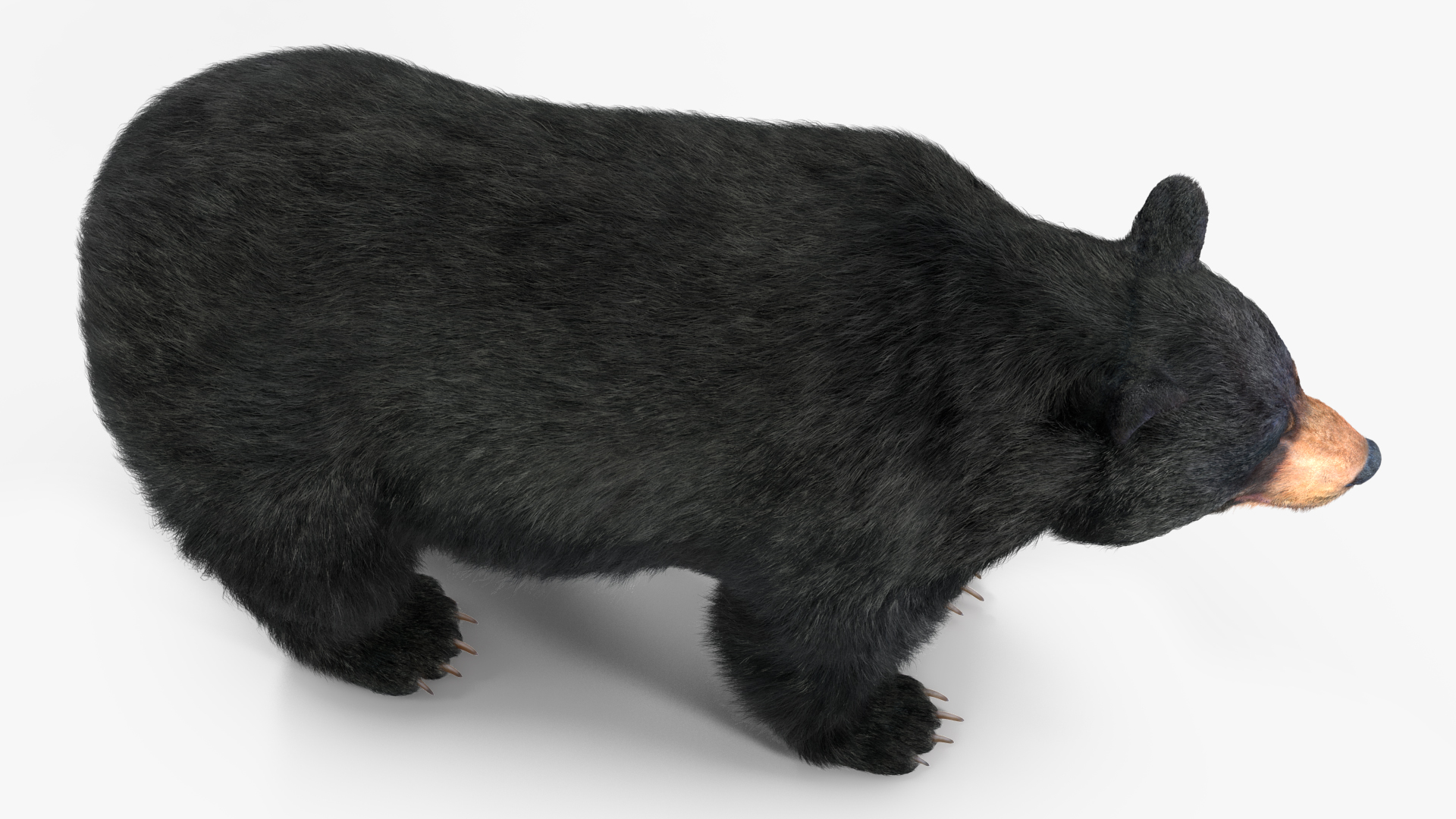 Black Bear Fur 3D model
