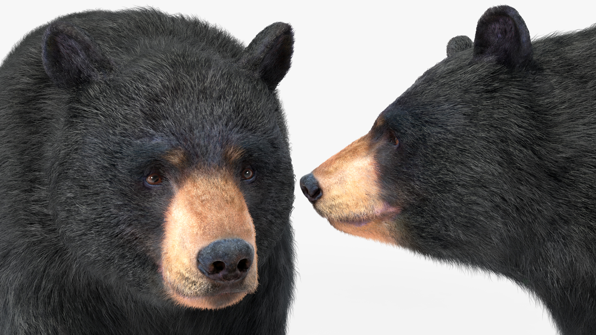 Black Bear Fur 3D model