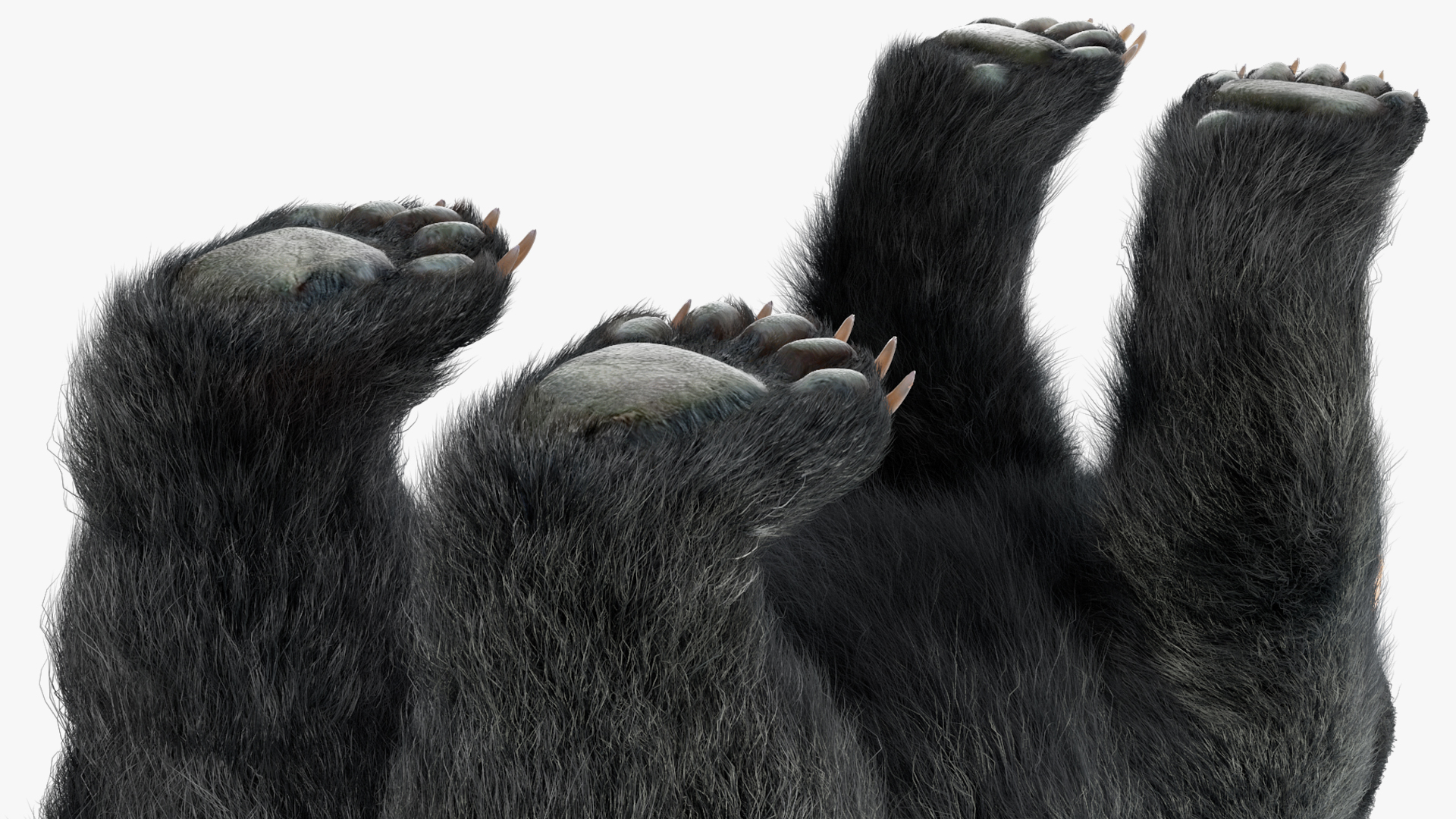Black Bear Fur 3D model