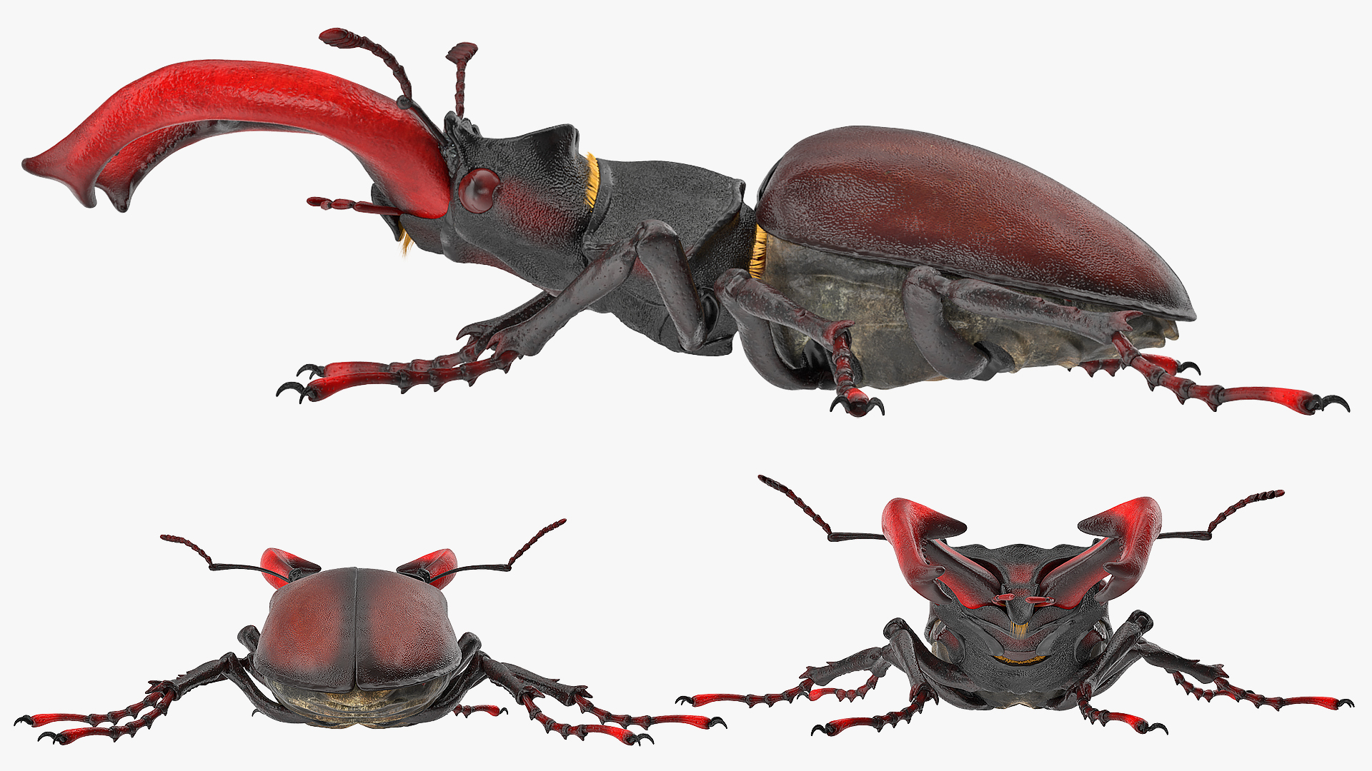 3D Lucanus Cervus Stag Beetle Walking Pose Fur model