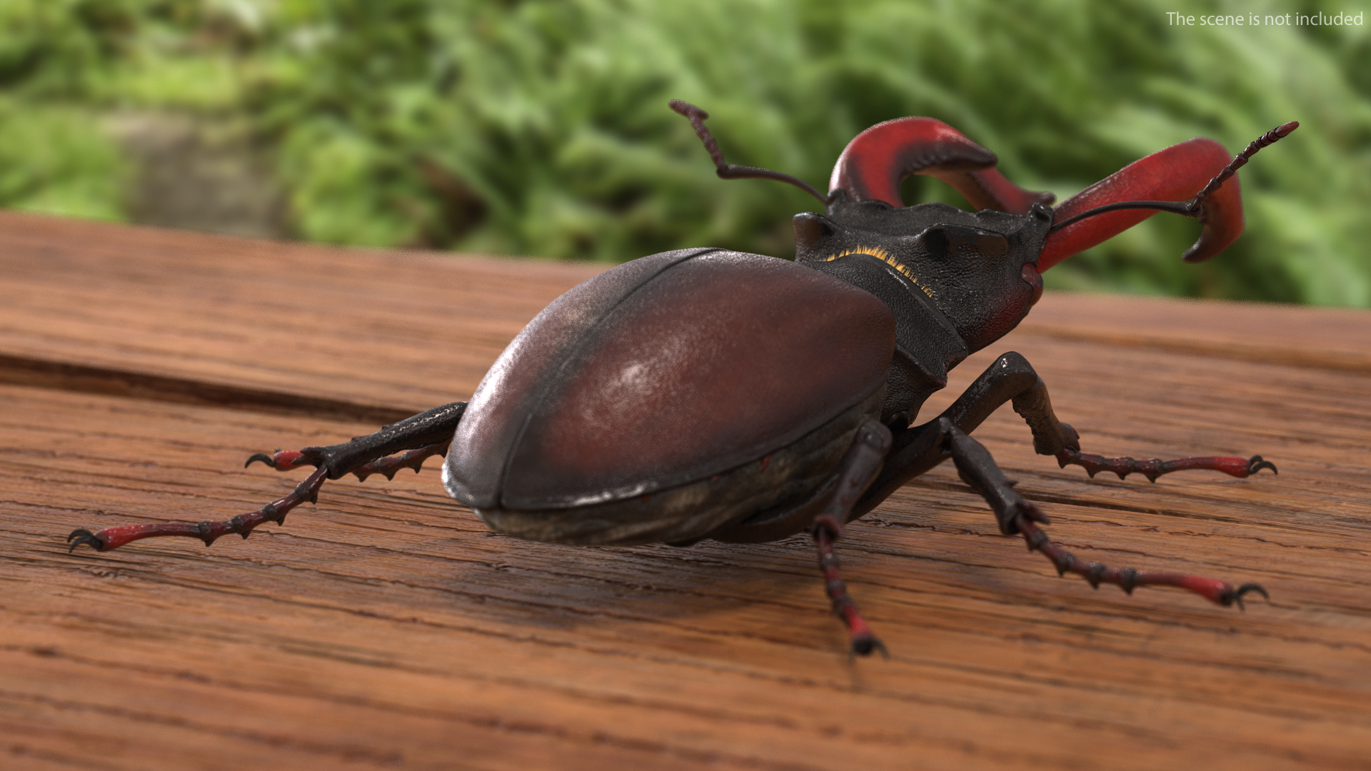 3D Lucanus Cervus Stag Beetle Walking Pose Fur model