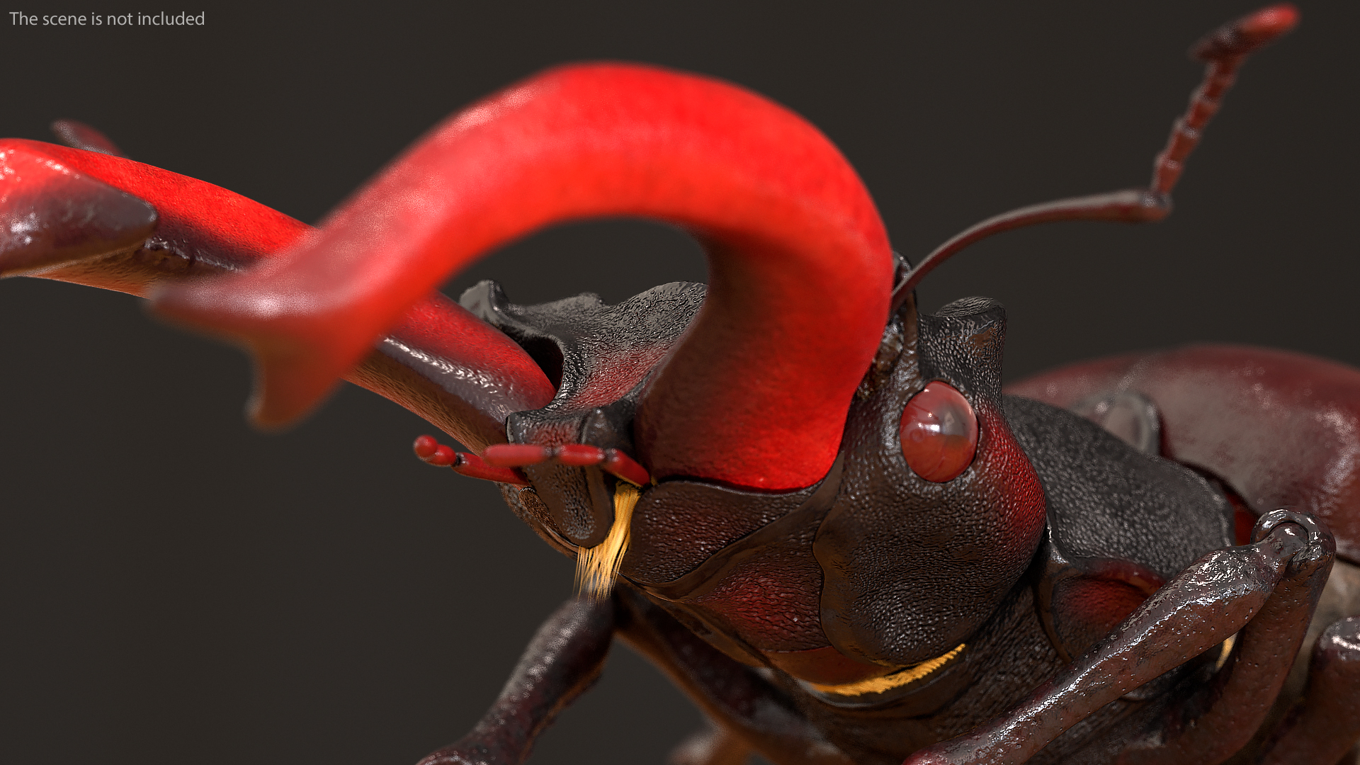3D Lucanus Cervus Stag Beetle Walking Pose Fur model