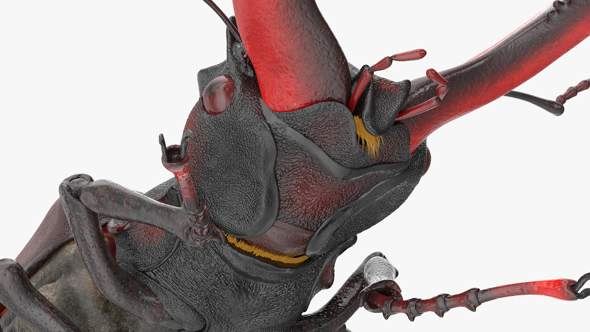 3D Lucanus Cervus Stag Beetle Walking Pose Fur model