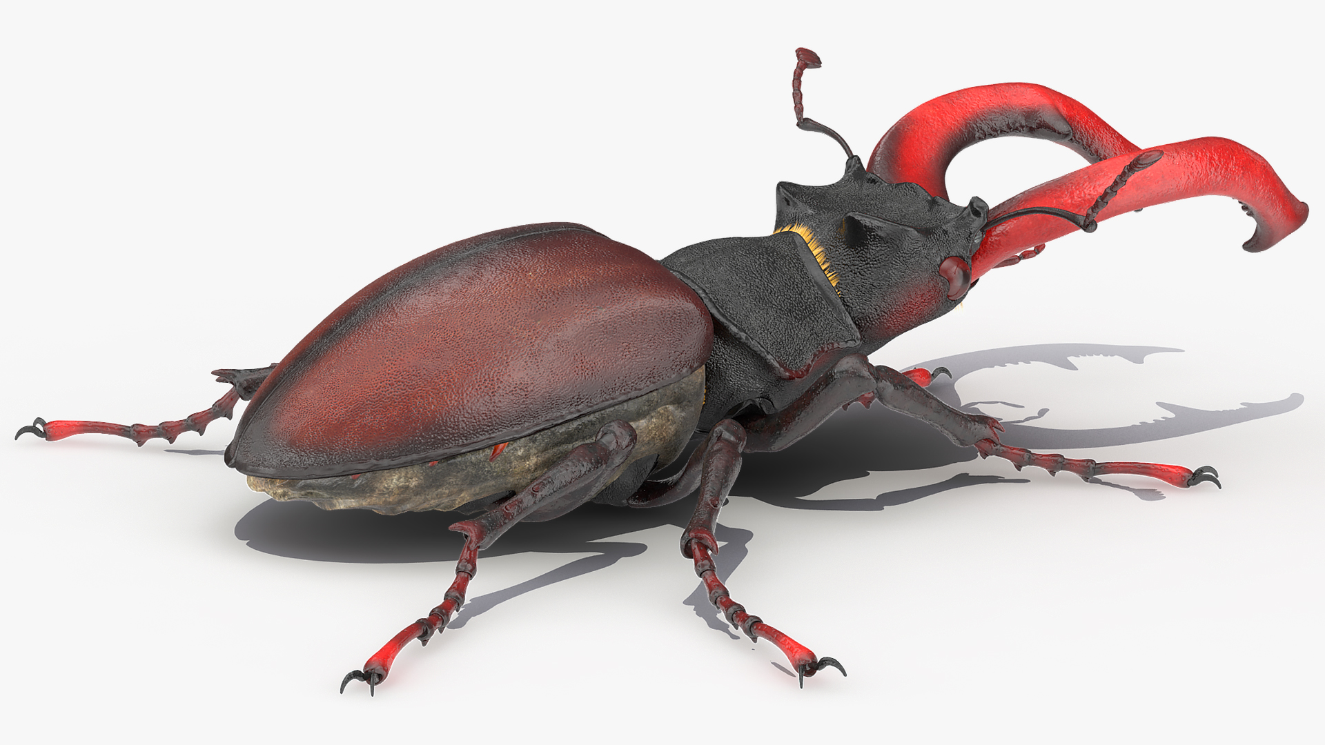 3D Lucanus Cervus Stag Beetle Walking Pose Fur model