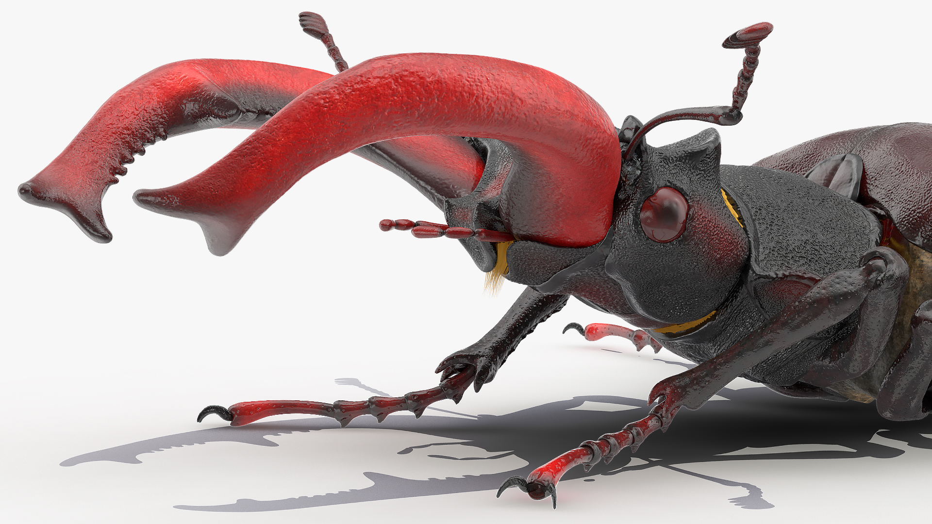 3D Lucanus Cervus Stag Beetle Walking Pose Fur model