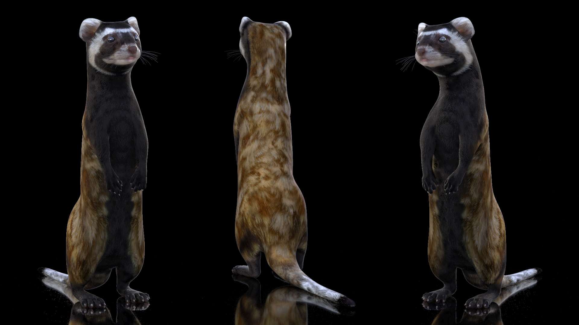 3D Vormela Peregusna Stands on His Hind Legs