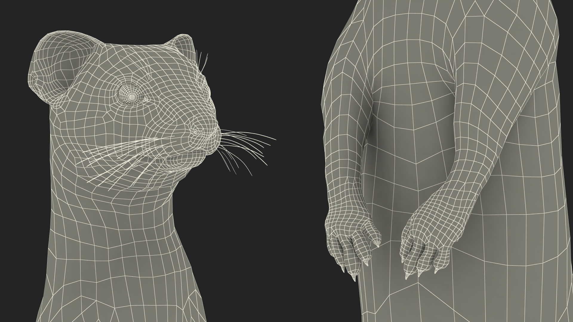 3D Vormela Peregusna Stands on His Hind Legs