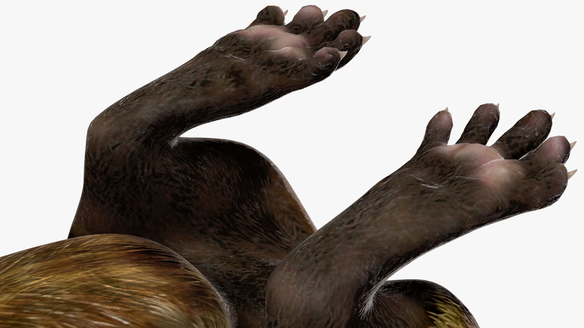 3D Vormela Peregusna Stands on His Hind Legs