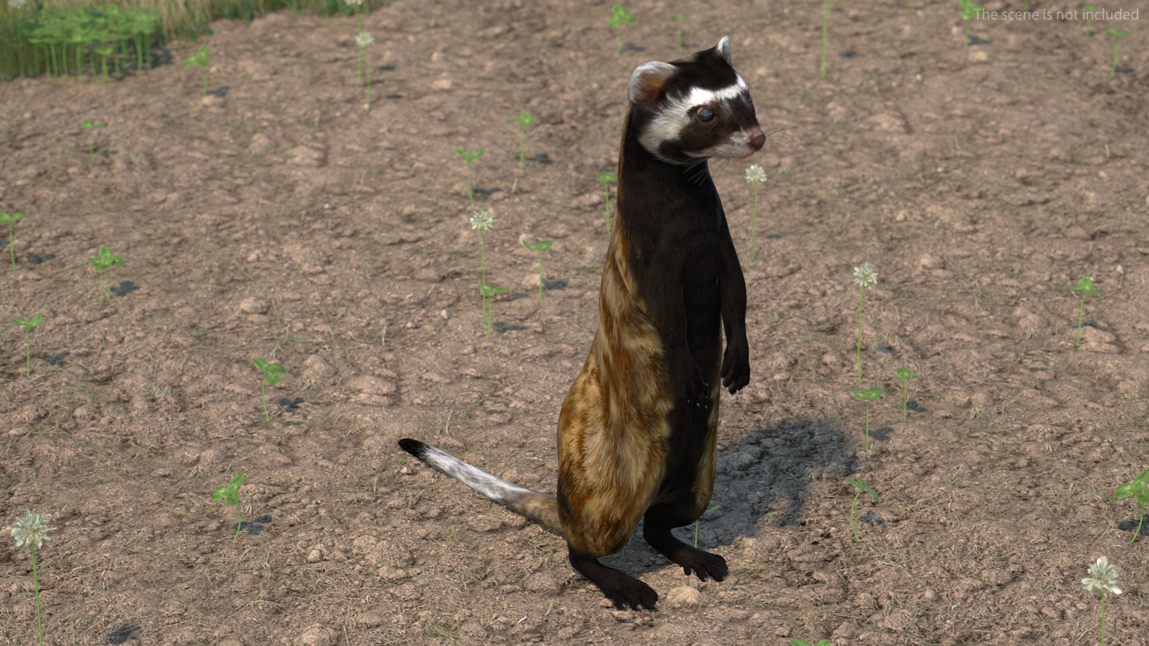 3D Vormela Peregusna Stands on His Hind Legs