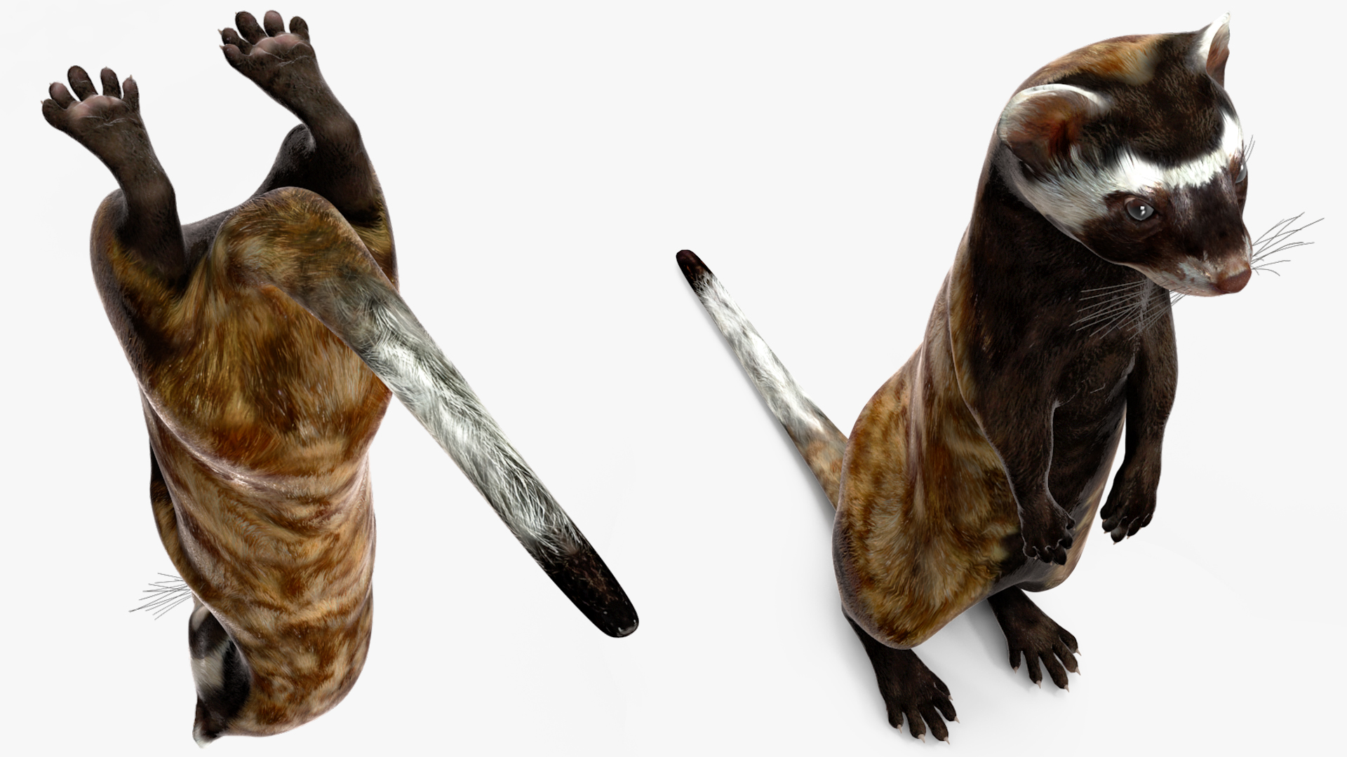3D Vormela Peregusna Stands on His Hind Legs