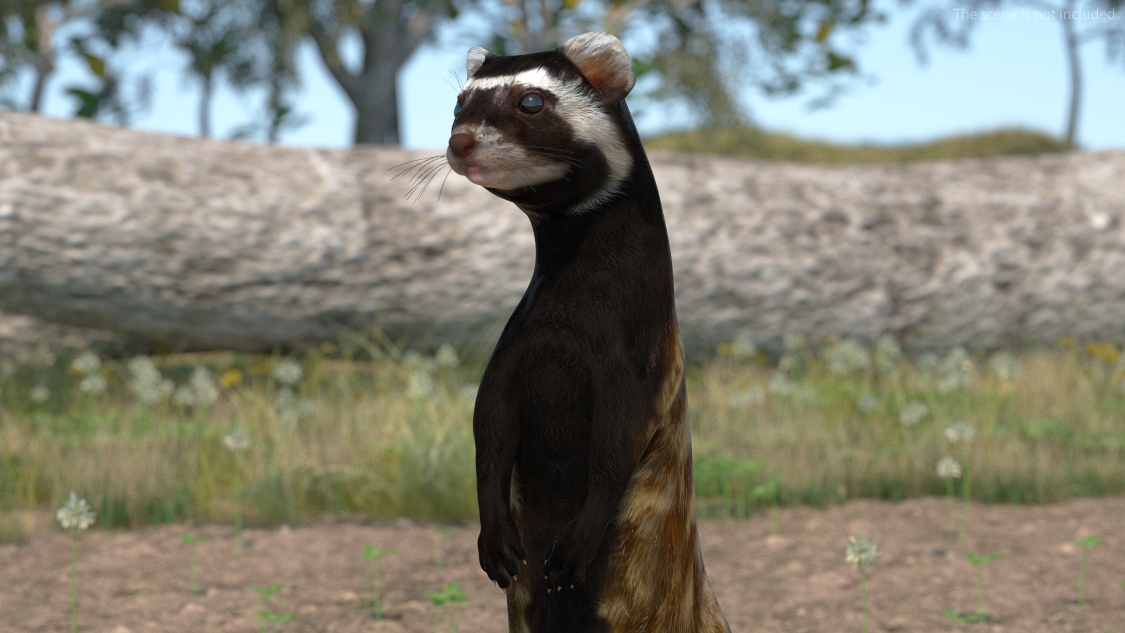 3D Vormela Peregusna Stands on His Hind Legs
