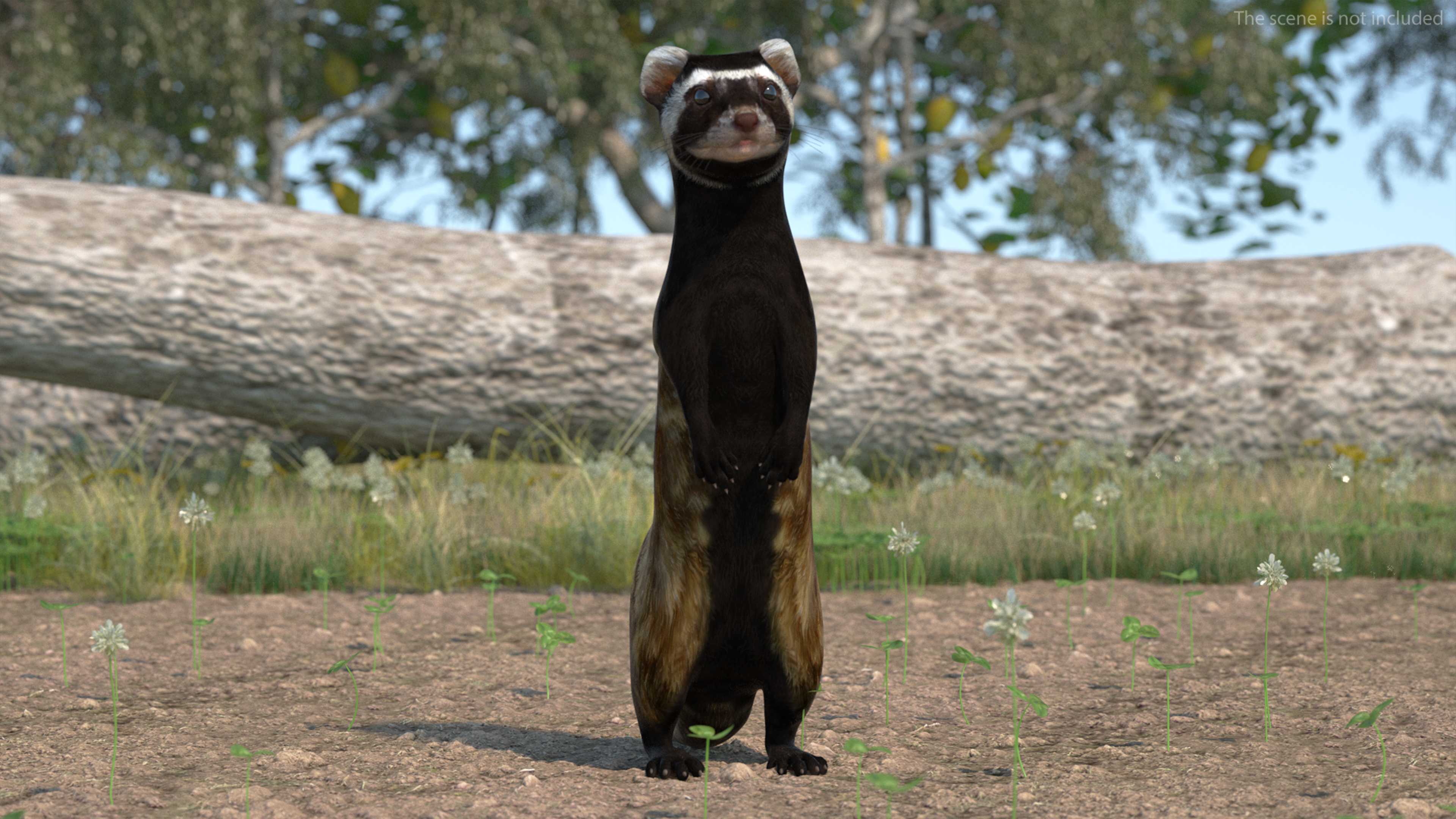 3D Vormela Peregusna Stands on His Hind Legs