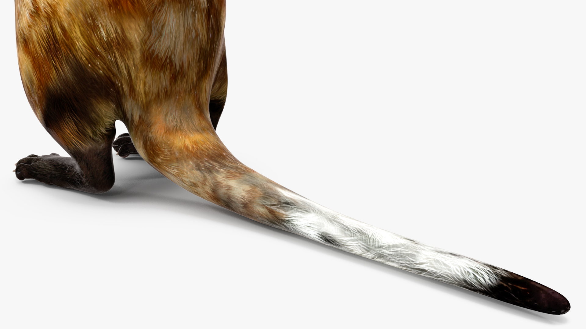 3D Vormela Peregusna Stands on His Hind Legs