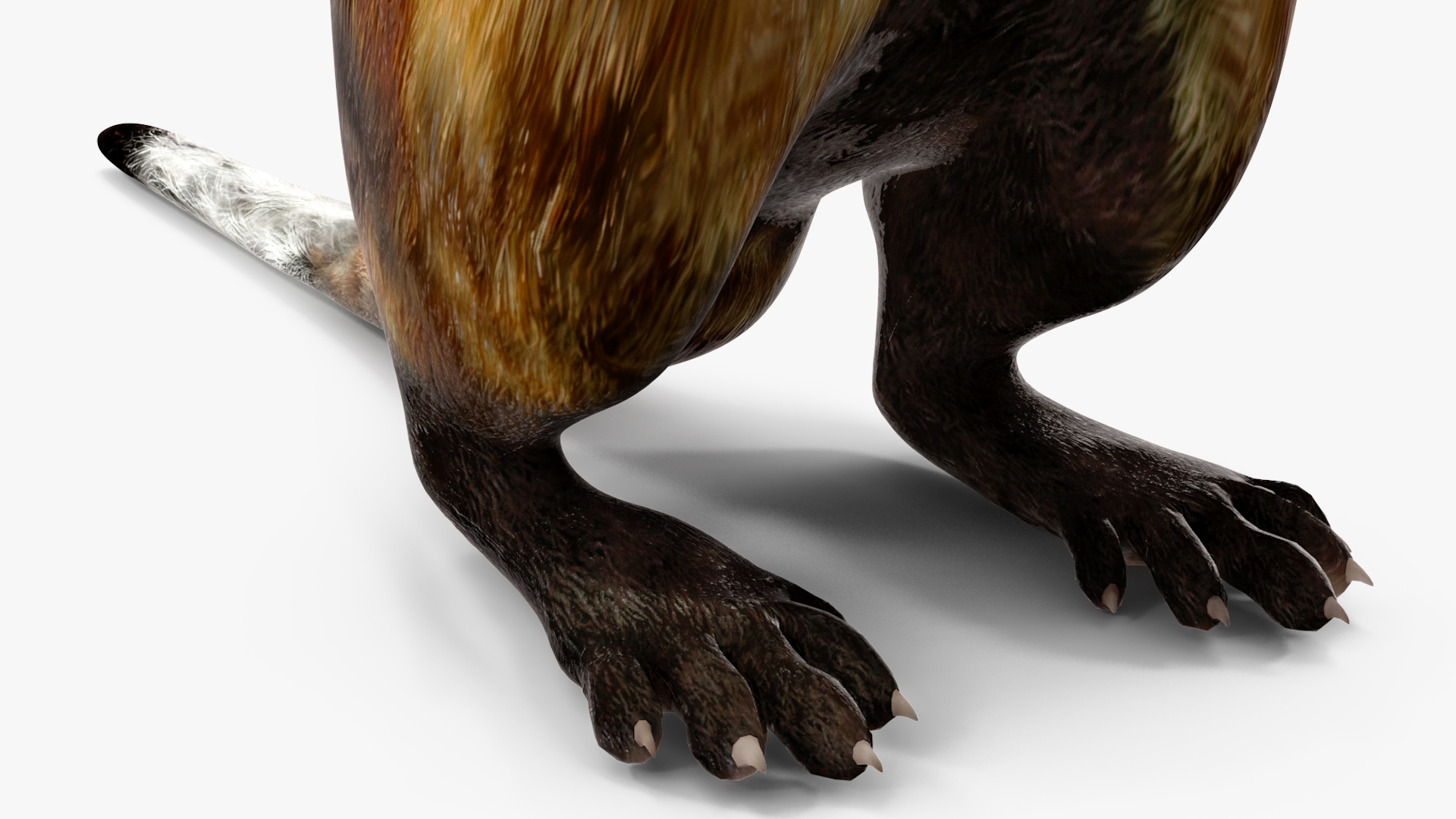3D Vormela Peregusna Stands on His Hind Legs