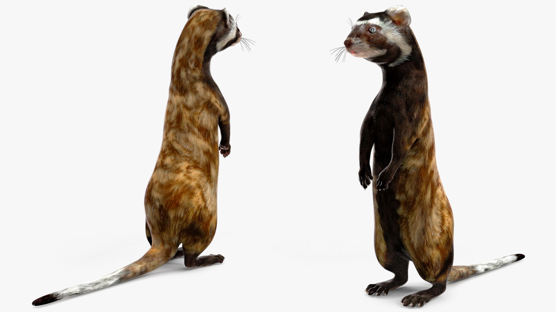 3D Vormela Peregusna Stands on His Hind Legs