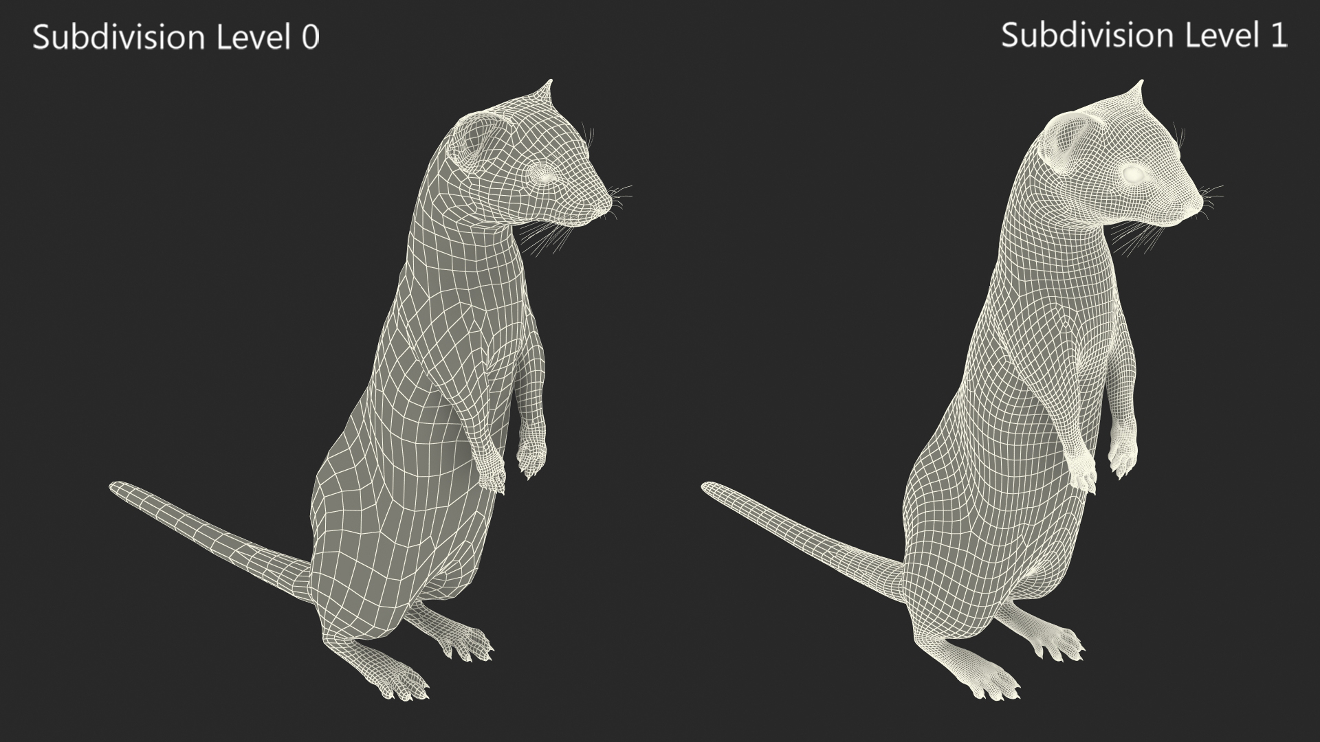 3D Vormela Peregusna Stands on His Hind Legs