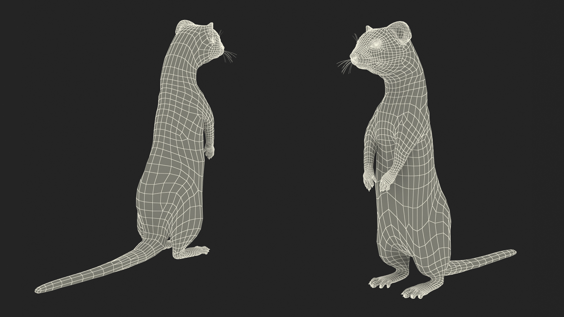 3D Vormela Peregusna Stands on His Hind Legs