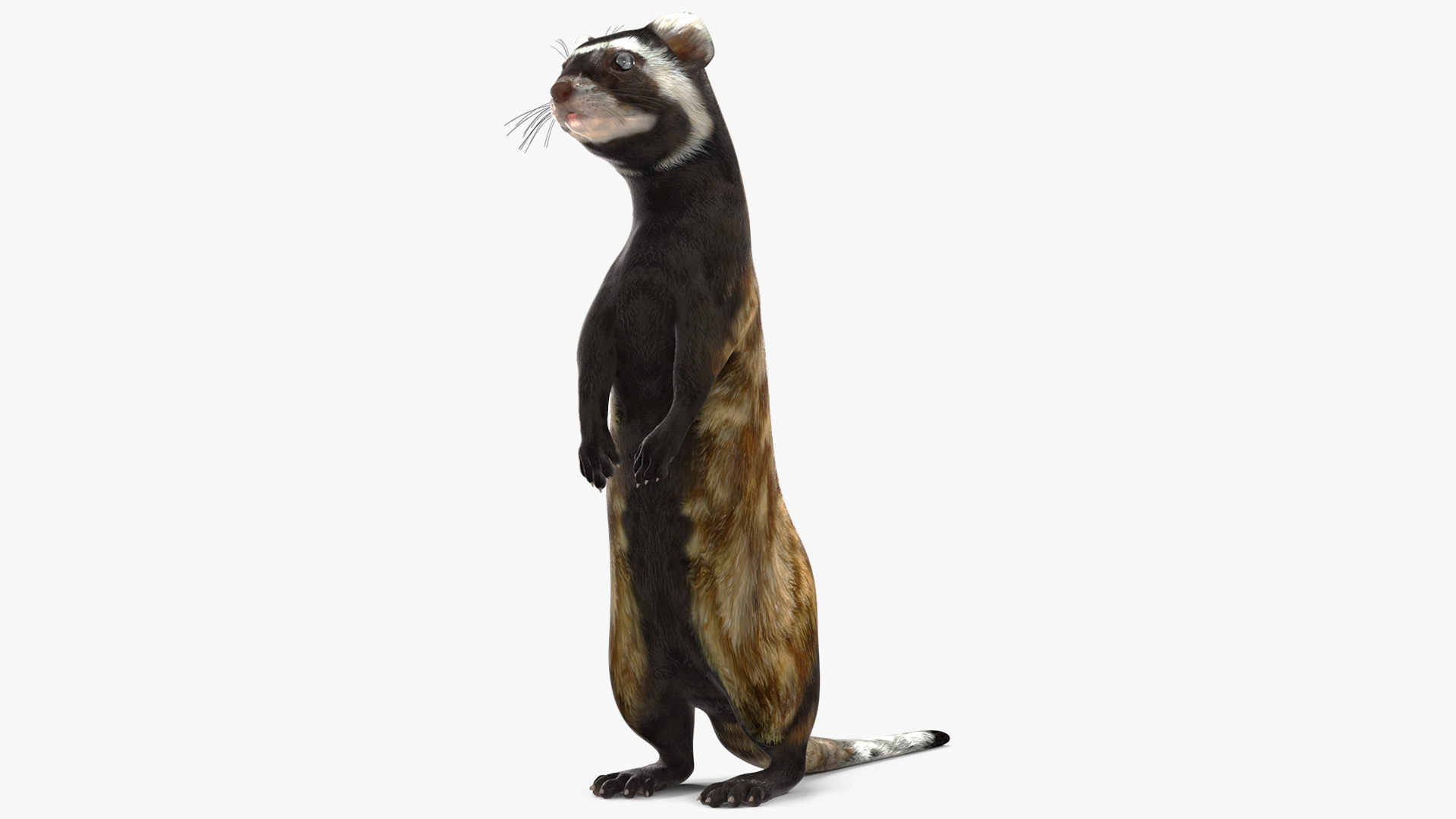 3D Vormela Peregusna Stands on His Hind Legs