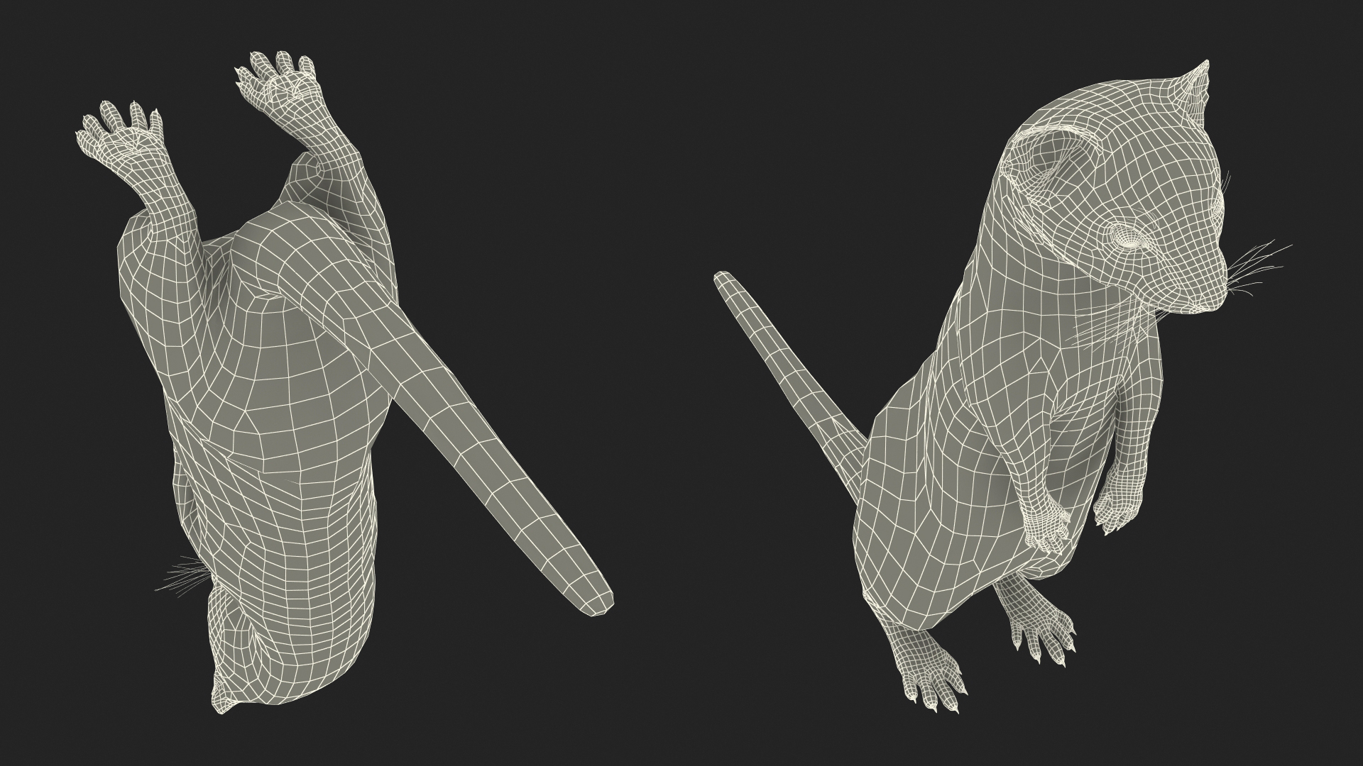 3D Vormela Peregusna Stands on His Hind Legs