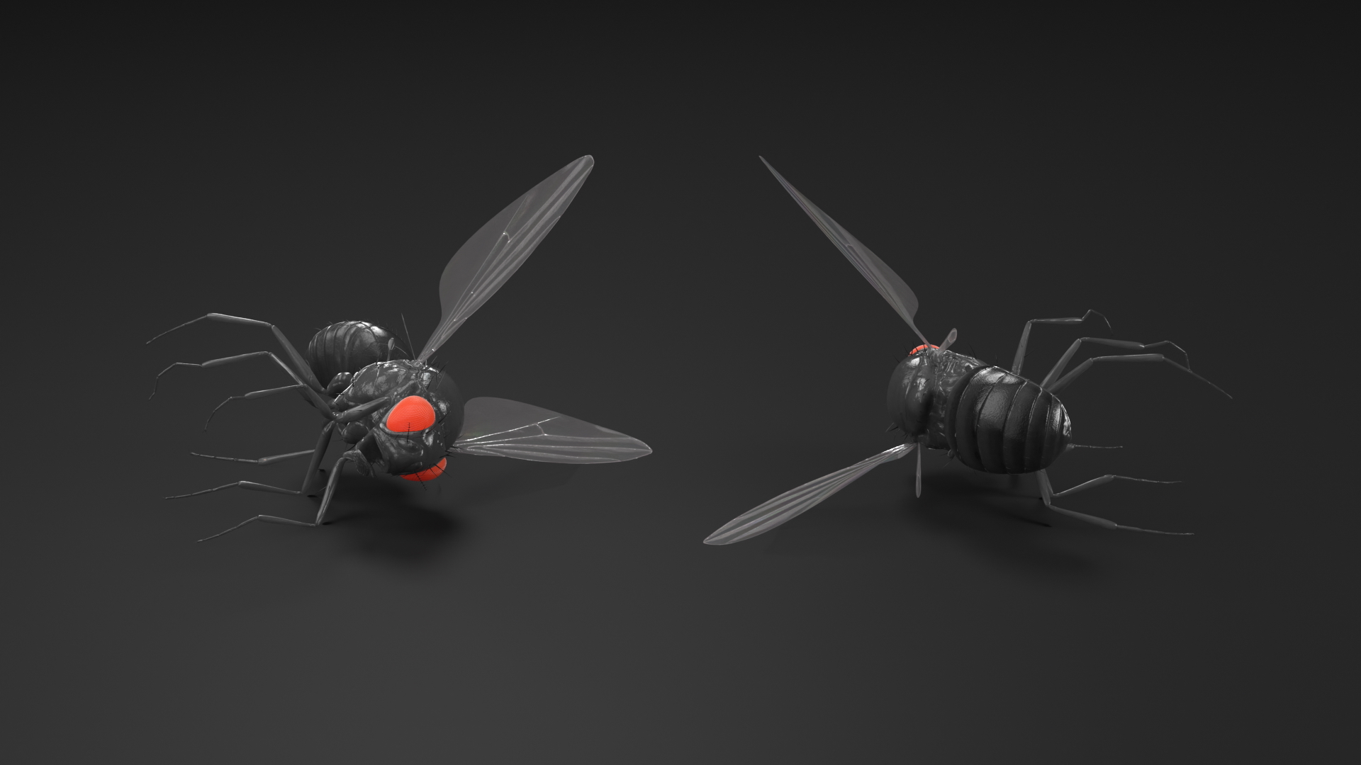 Vinegar Fly Dead Black 3D