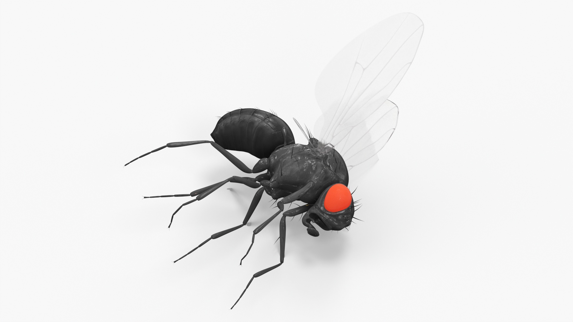 Vinegar Fly Dead Black 3D