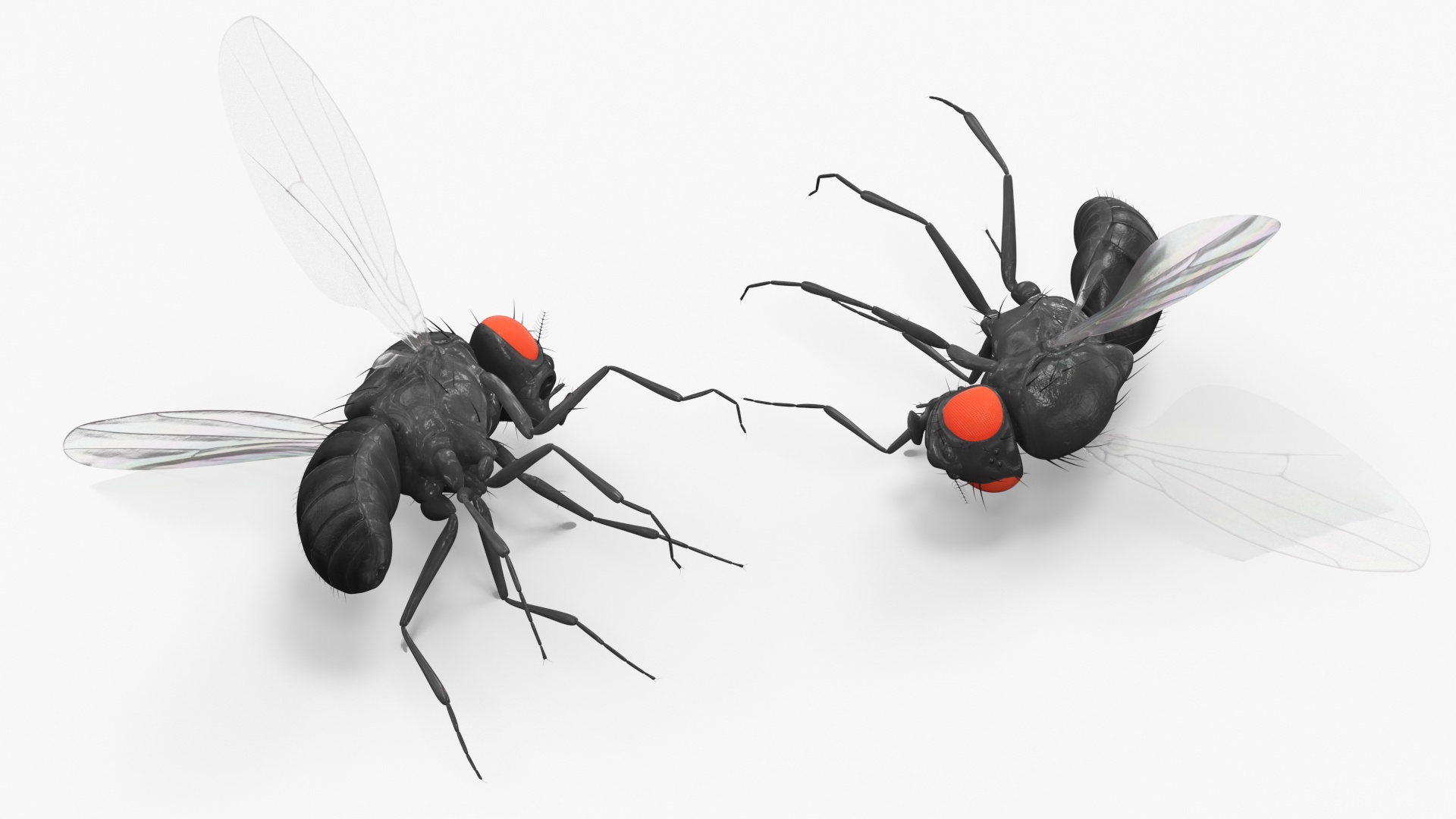Vinegar Fly Dead Black 3D