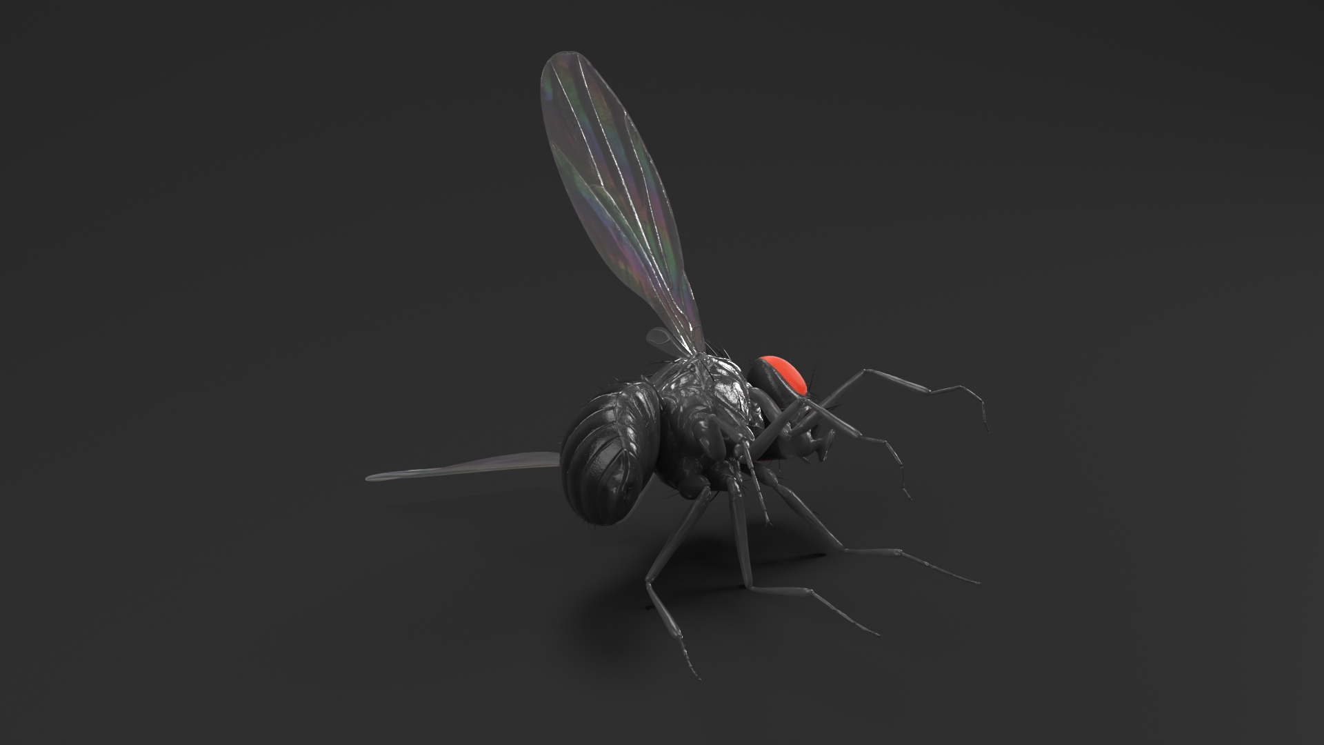 Vinegar Fly Dead Black 3D