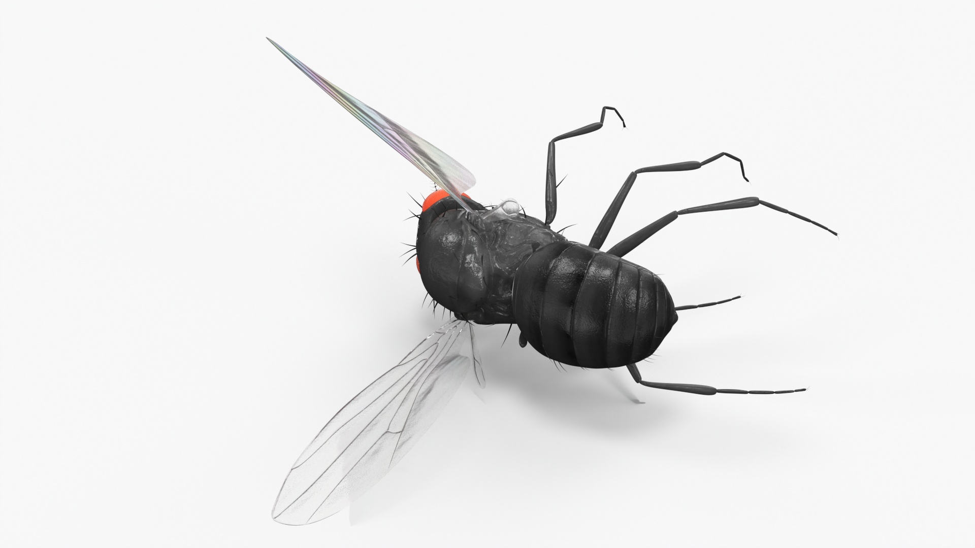 Vinegar Fly Dead Black 3D