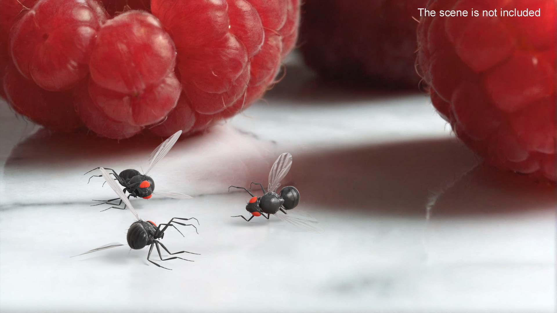 Vinegar Fly Dead Black 3D