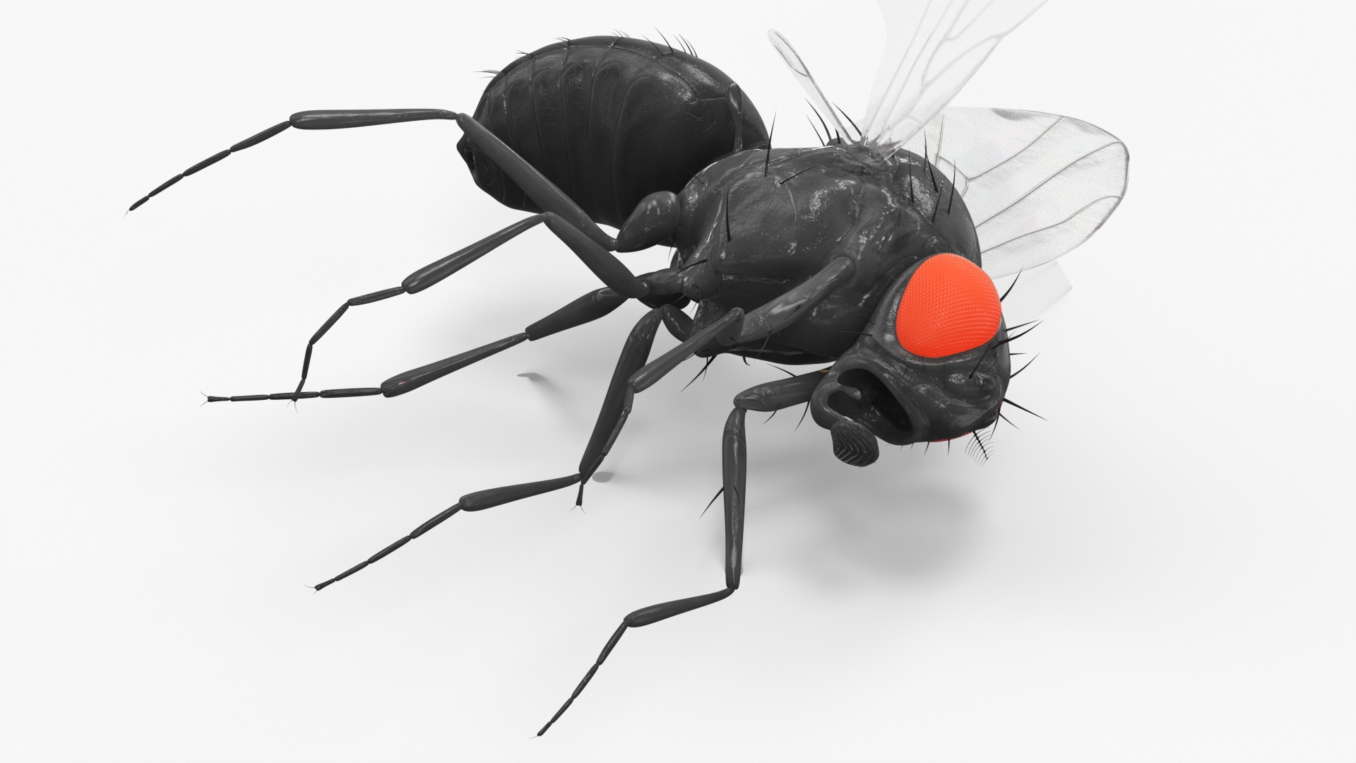 Vinegar Fly Dead Black 3D