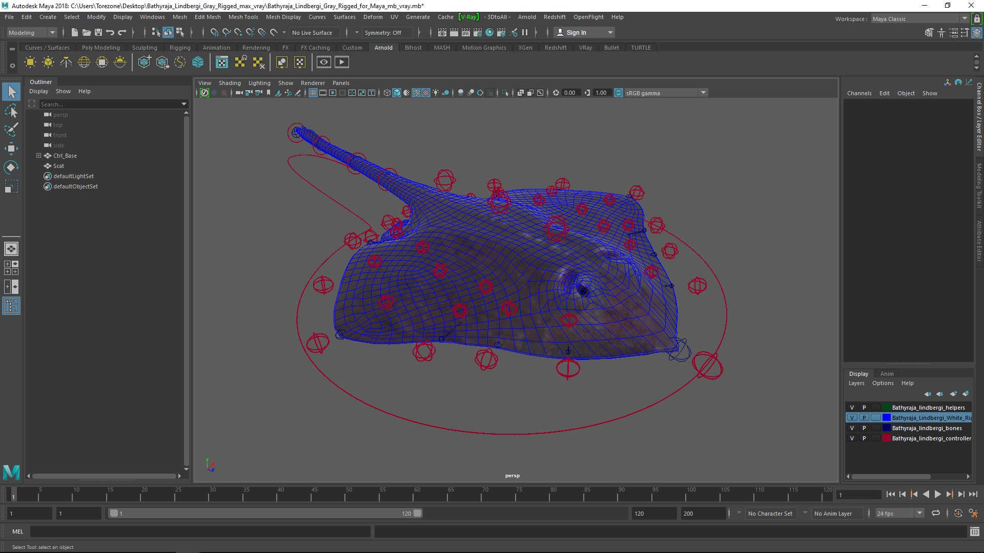 3D model Bathyraja Lindbergi Gray Rigged for Maya