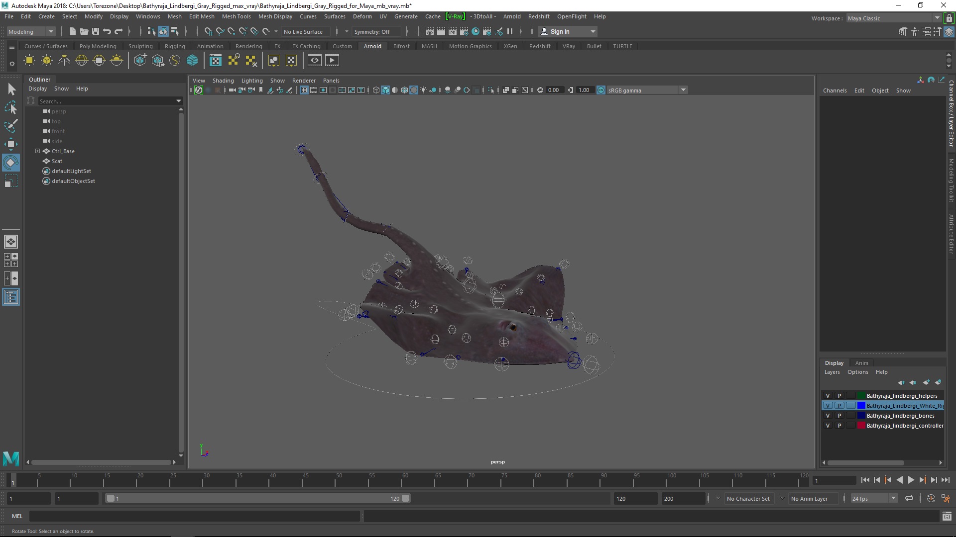 3D model Bathyraja Lindbergi Gray Rigged for Maya