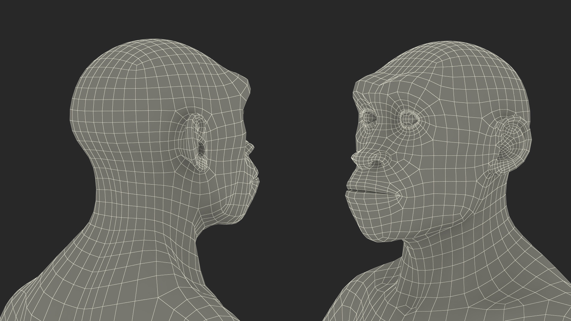 3D Homo Erectus Fur
