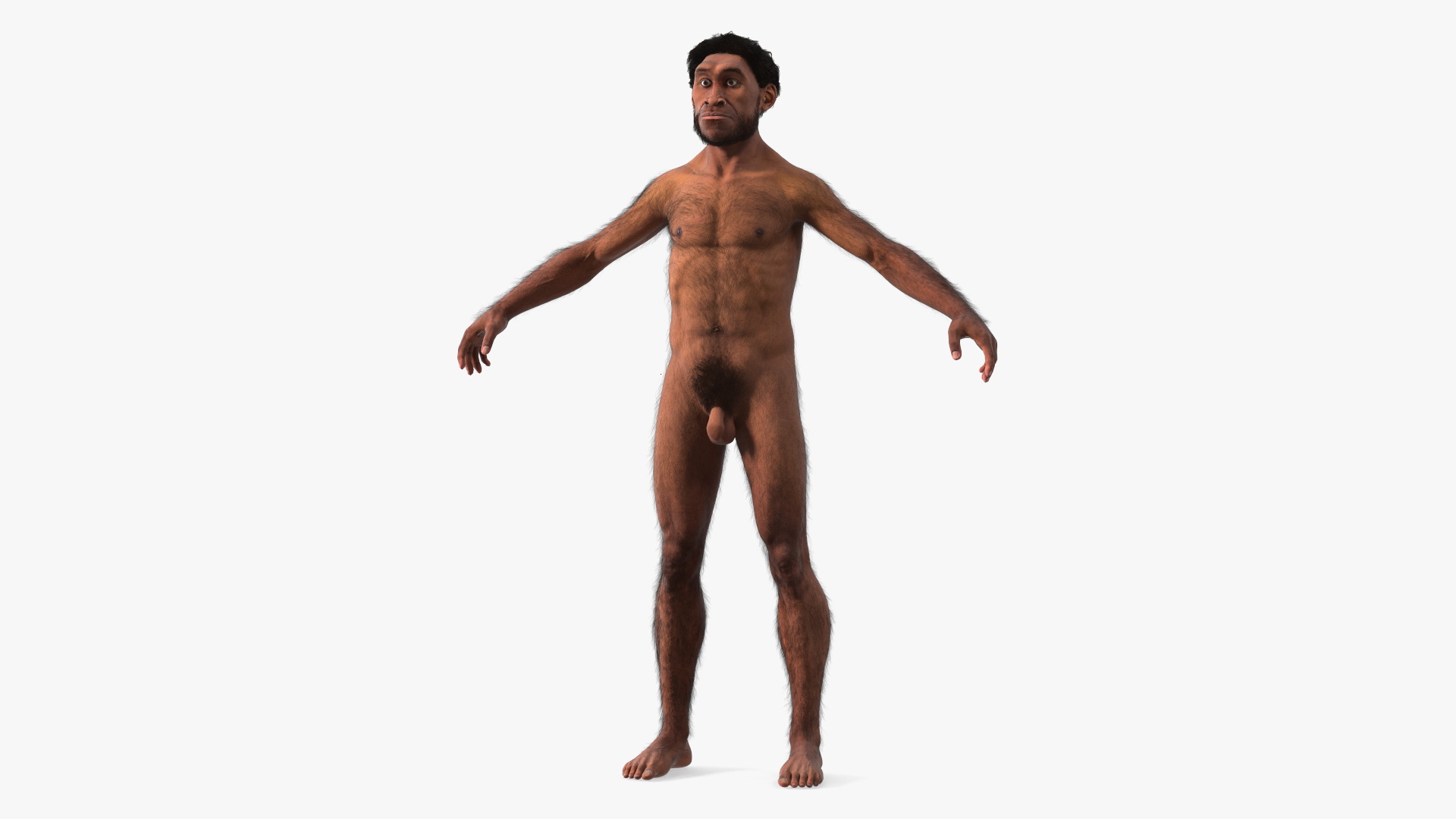 3D Homo Erectus Fur