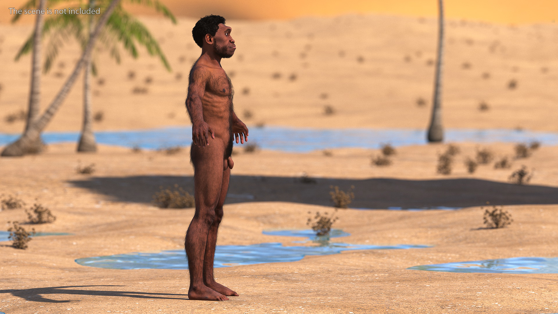 3D Homo Erectus Fur