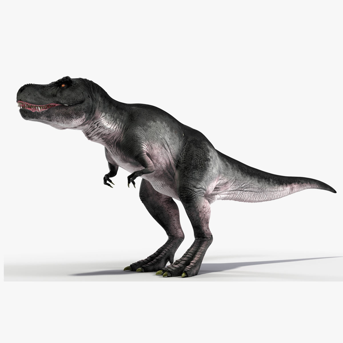 3D model T Rex Idle Animated Rigged for Cinema 4D