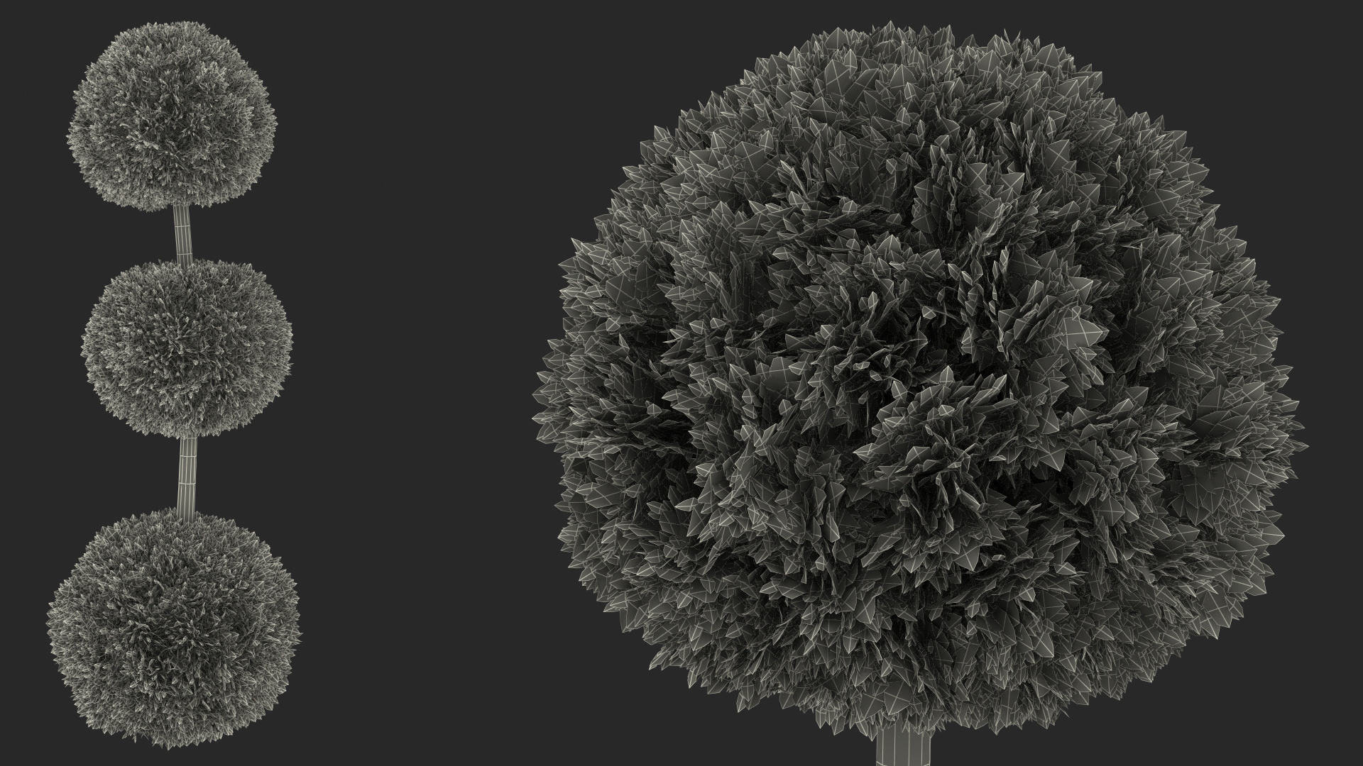 Platycladus Tree Trimmed 3D model