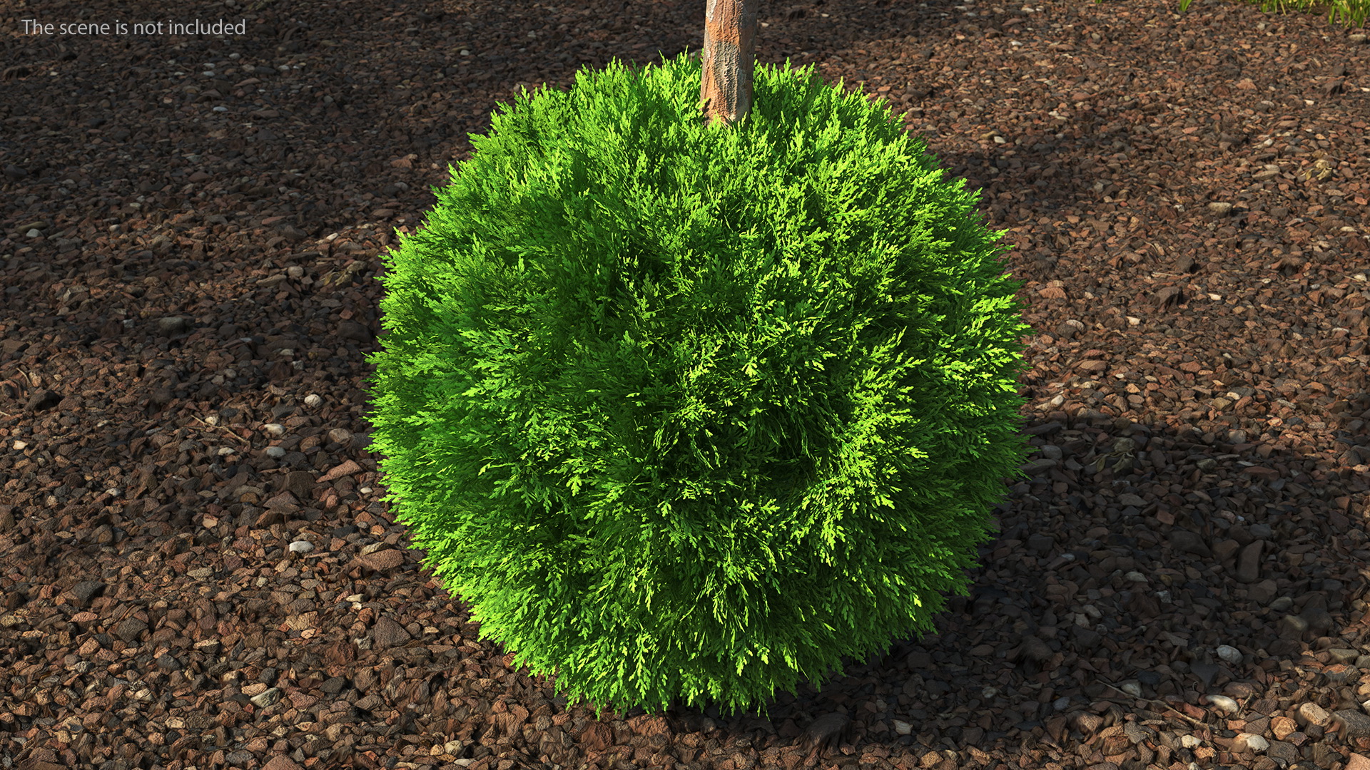 Platycladus Tree Trimmed 3D model