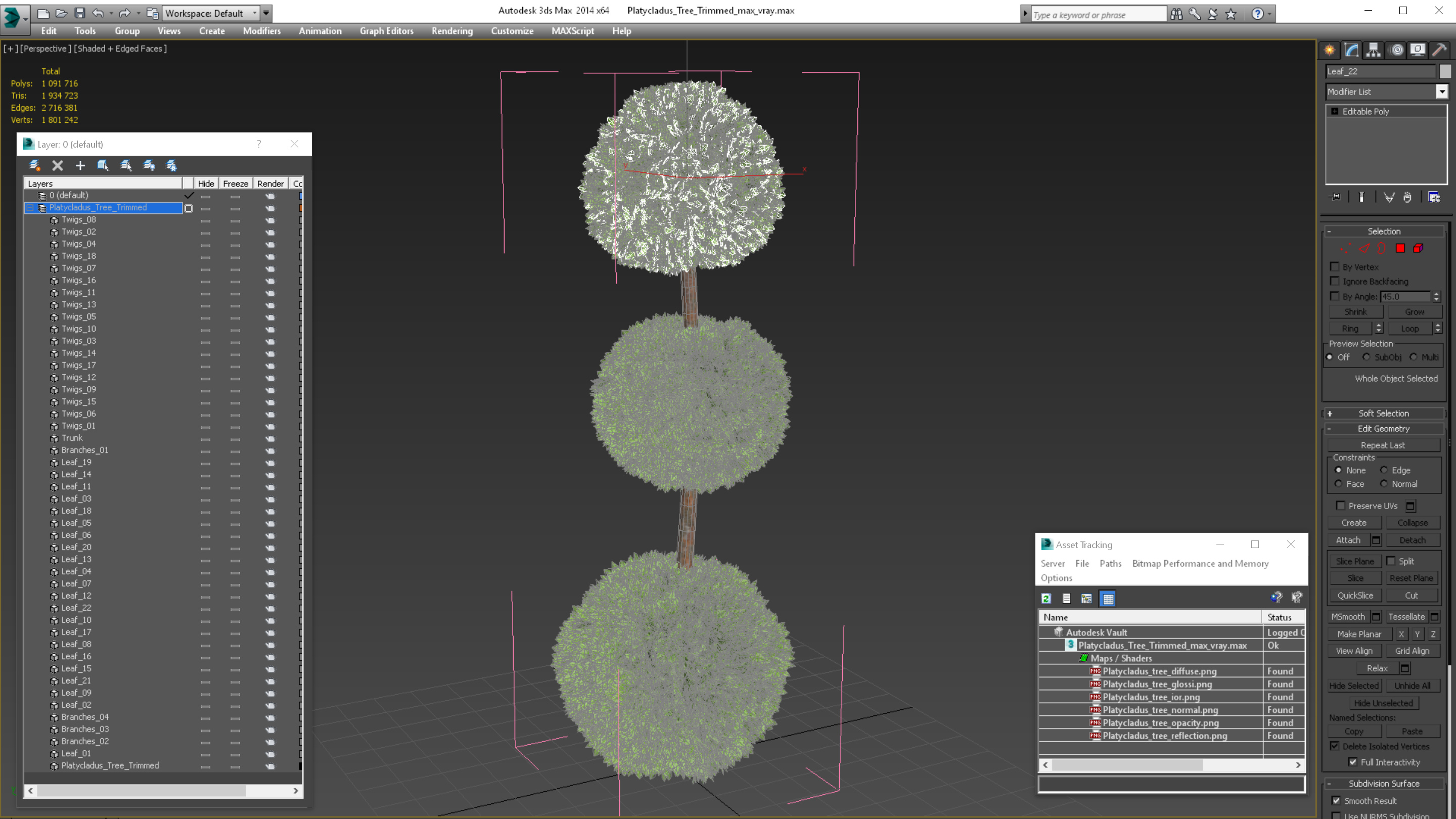 Platycladus Tree Trimmed 3D model
