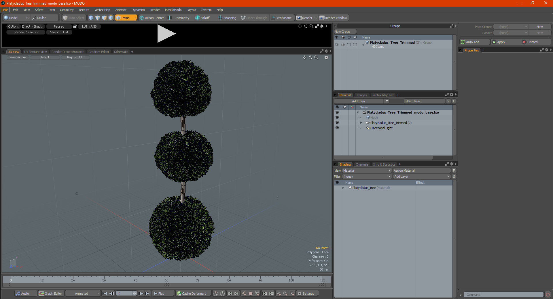 Platycladus Tree Trimmed 3D model