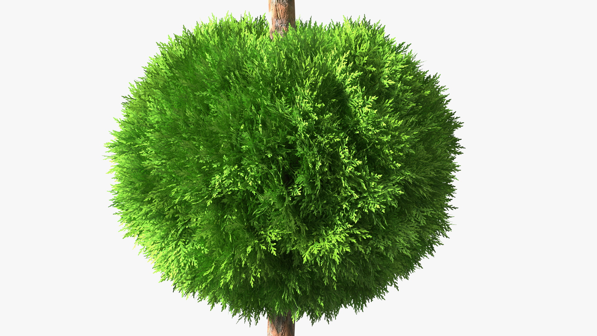 Platycladus Tree Trimmed 3D model