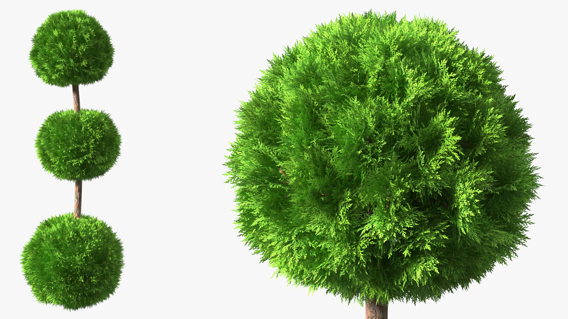 Platycladus Tree Trimmed 3D model