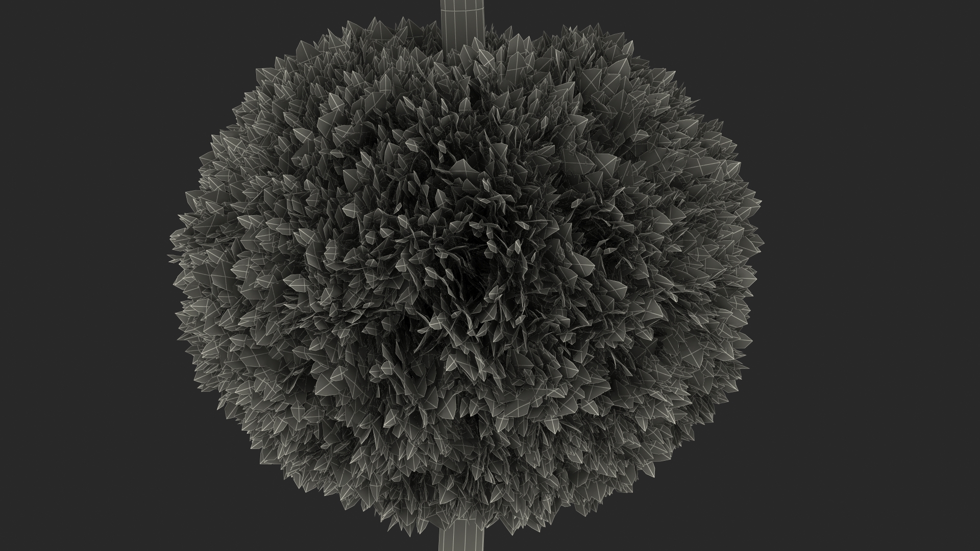 Platycladus Tree Trimmed 3D model
