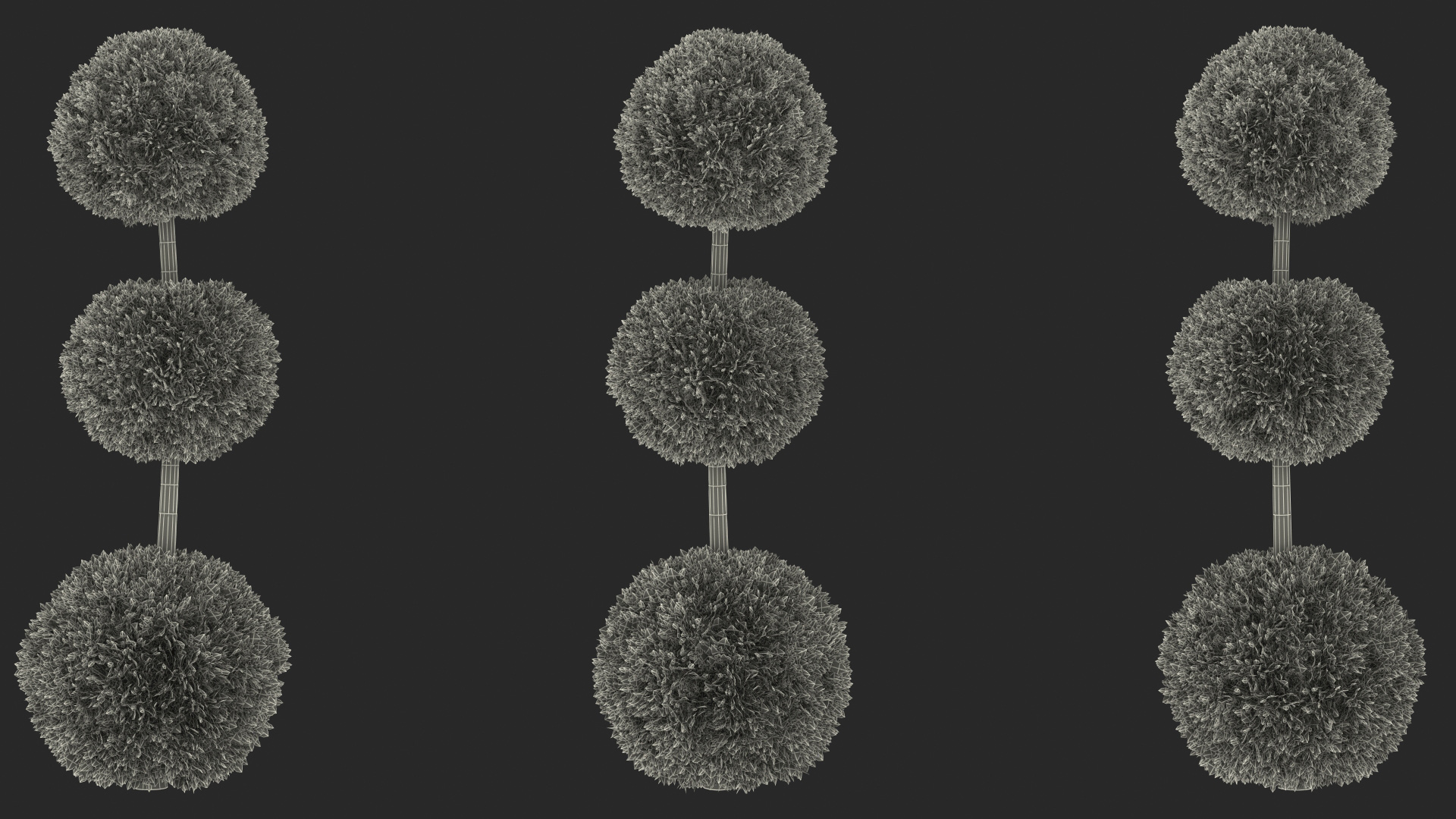 Platycladus Tree Trimmed 3D model