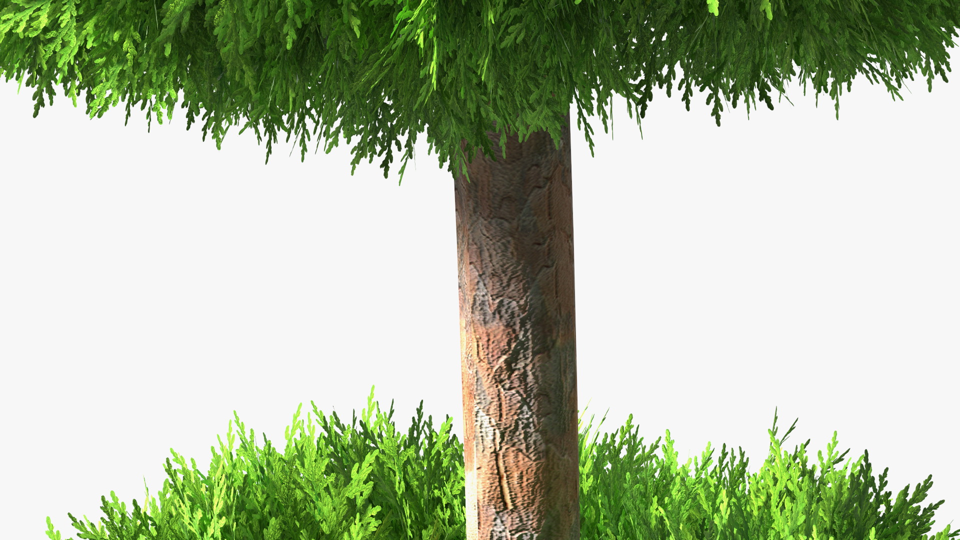 Platycladus Tree Trimmed 3D model
