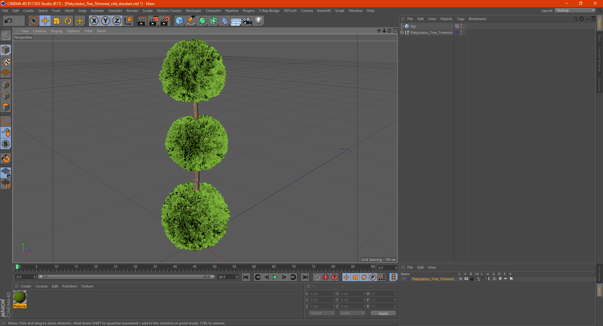 Platycladus Tree Trimmed 3D model